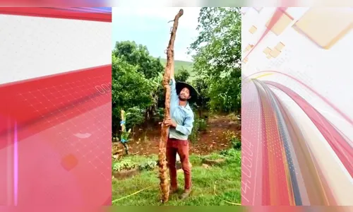 Agricultor do Paraná colhe mandioca de 5 metros de comprimento