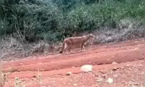 Onça-parda que estaria 'grávida' é flagrada em Arapongas; assista