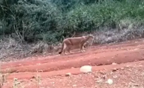 A onça-parda, Puma concolor, é o segundo maior felino do Brasil