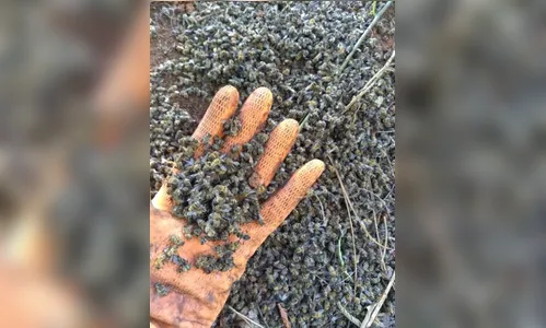 Agrotóxico pode ter matado abelhas de 130 colmeias em Mauá da Serra
