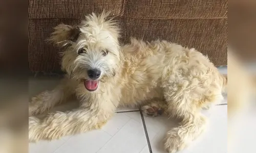 Brinde inusitado: mulher compra sofá e encontra cachorra escondida