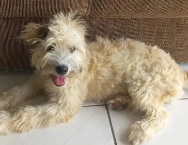 Após a enorme repercussão, a cachorrinha foi adotada e ganhou uma nova casa