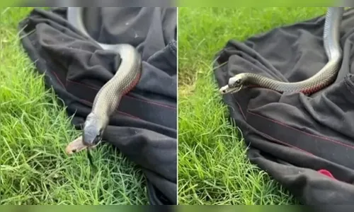 Flagrante impressionante mostra serpente tentando fugir da morte; veja