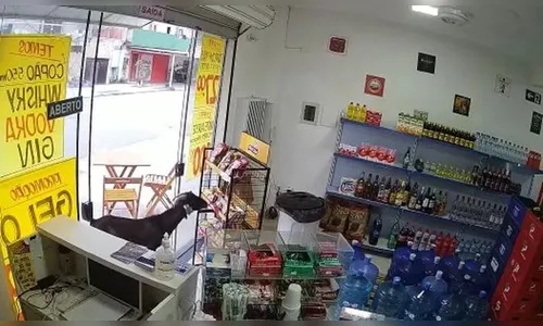 'Bode ladrão' invade estabelecimento e furta pacote de salgadinhos