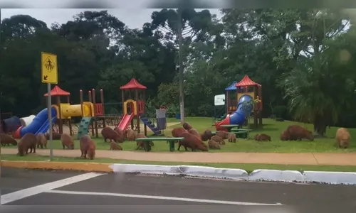 Capivara na city: relembre aparições do 'mascote' de Apucarana