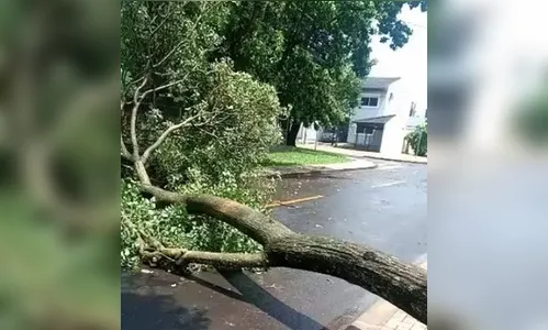 Chuva com ventos de mais de 70 km/h derruba árvores no Paraná