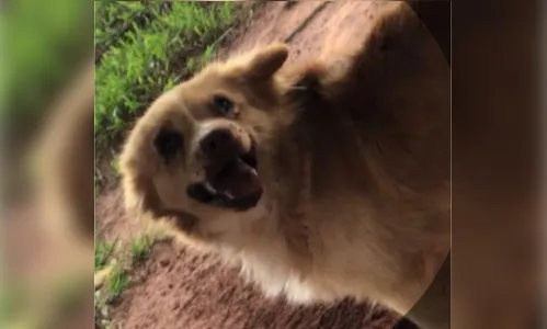 Cachorro cava buraco até derrubar homem da cadeira e vídeo viraliza