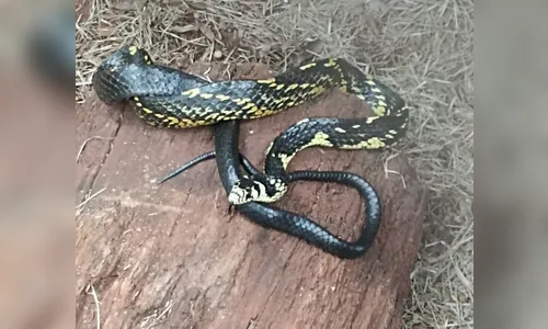 Cobra caninana é encontrada na AABB, de Jandaia do Sul