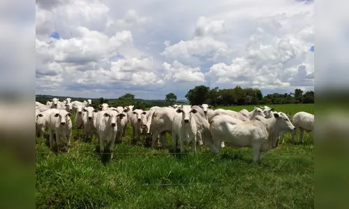 Cabeças de gado da raça nelore são furtadas de propriedade em Kaloré