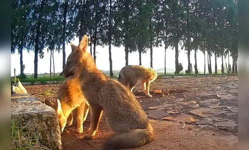 Raposas do campo são flagradas em fazenda de Apucarana; veja
