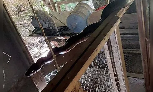 Bombeiros resgatam jiboia de dois metros dentro de galinheiro