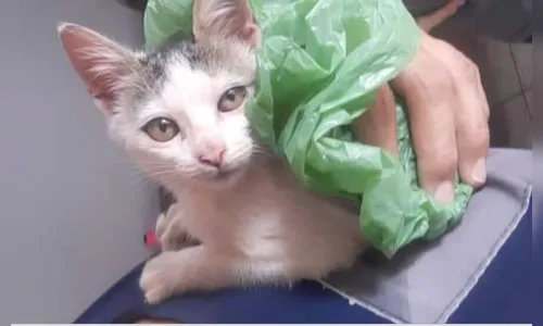 Câmera de segurança flagra abandono de gato em Apucarana; assista