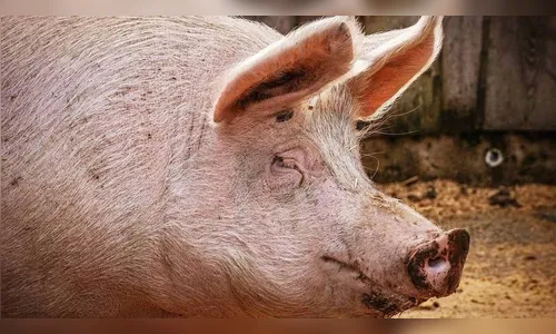 Porco derruba e mata açougueiro momentos antes de ser abatido