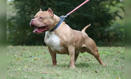 Pitbull de traficante ataca PM durante abordagem no Paraná