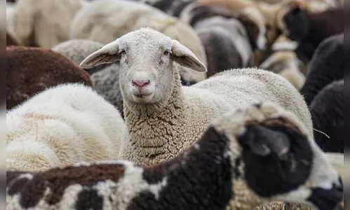 Ladrões cortam cerca e furtam carneiros em chácara na PRC-272