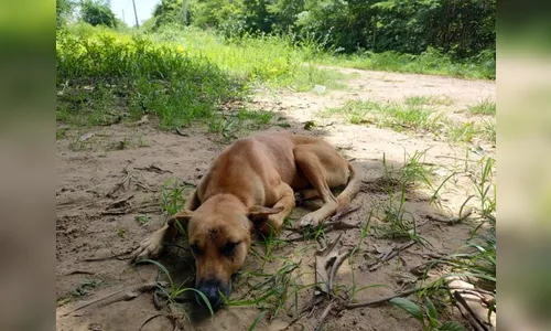 Cadela se torna heroína ao enfrentar onça que fugiu do Zoobotânico