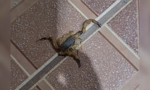 Idoso é picado por escorpião-amarelo em bairro de Apucarana