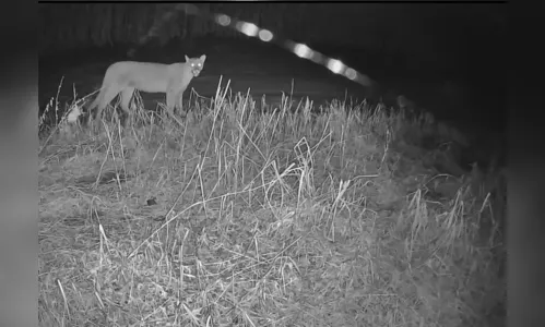 Câmera registra movimentação de onça e filhote em Marilândia do Sul