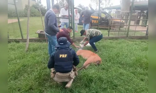 PRF resgata cervo ferido e sem orelhas no PR; espécie está em extinção