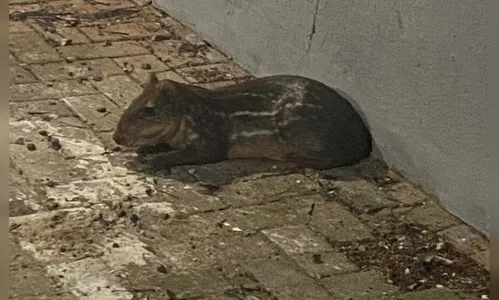 Bombeiros resgatam animal silvestre no centro de Ivaiporã