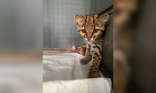 Gato-maracajá é solto em área de mata após tratamento na Unicentro