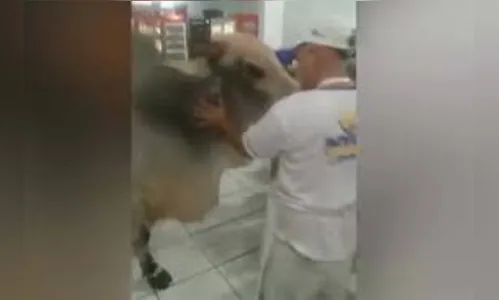 Boi invade mercado no Paraná e momento viraliza nas redes; assista