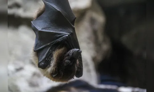 Cidade do Paraná confirma novo caso de raiva; saiba mais