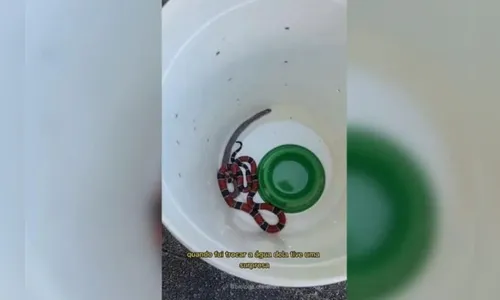 Vídeo: coral-verdadeira vomita serpente após ser resgatada por biólogo