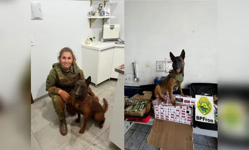 Cão policial é encontrado após pular de viatura e desaparecer no PR