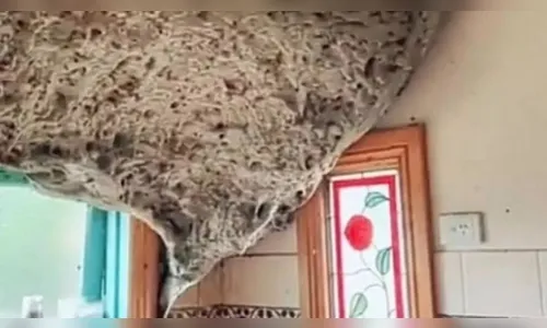 Homem reabre casa após pandemia e descobre 'alienígena' no banheiro