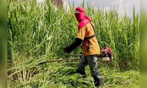 Prefeitura reforça alerta sobre roçagem de terrenos, em Apucarana