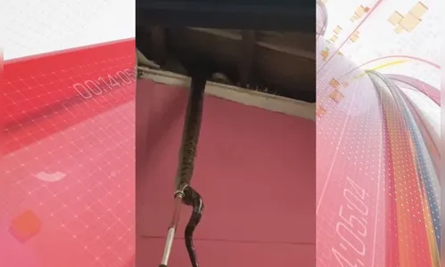 Ninho de cobras gigantes é localizado em teto de imóvel; assista