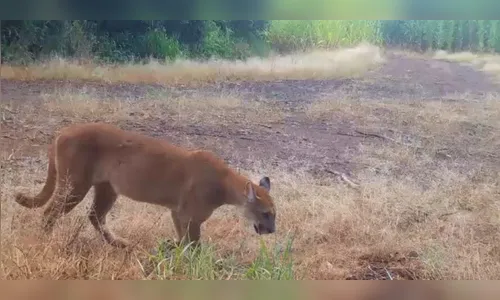 Onça parda é flagrada por câmera de monitoramento em Apucarana; veja