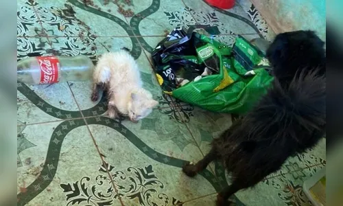 Cães abandonados comem filhotes para não morrerem de fome