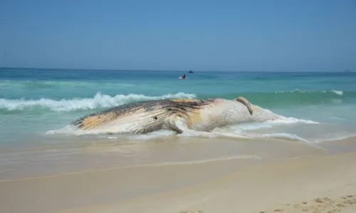 Rio de Janeiro - Corpo de baleia morta encalha na Praia do Arpoador, em Ipanema, na zona sul do Rio