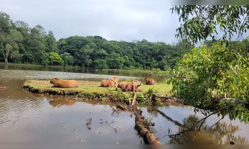 Capivara: ilustres moradoras do Jaboti; assista