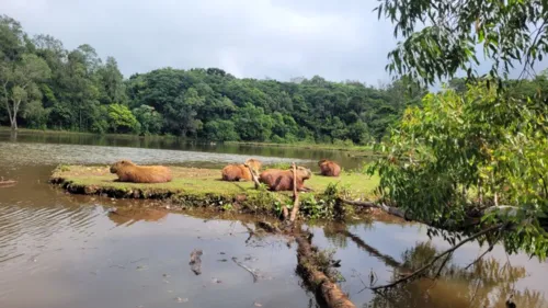 Roedoras herbívoras que podem chegar a 80 kg