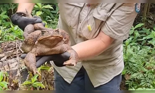 Sapo-cururu de 2,7 kg é encontrado e sacrificado na Austrália; vídeo