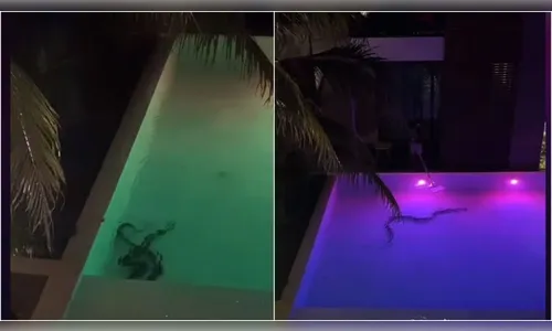 Vídeo: turista se desespera ao avistar serpente em piscina de resort