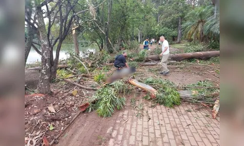 Árvore cai em parque de São Paulo e mata criança de 7 anos