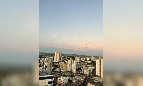 Revoada de andorinhas rouba a cena em Apucarana