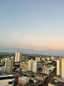 Uma leitora do TNOnline enviou a foto para a equipe de reportagem