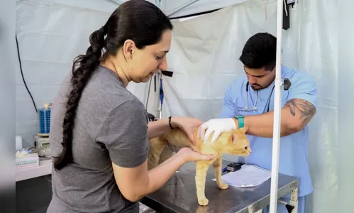 CastraPet esteriliza 230 cães e gatos em Apucarana