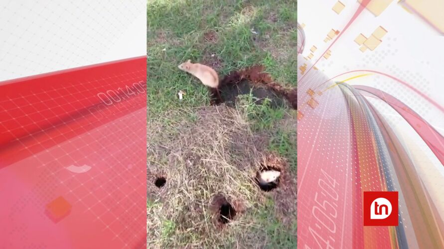 Rato gigante assusta moradores de cidade no Paraná