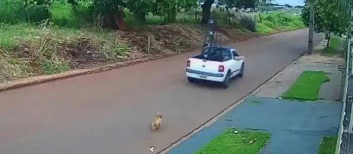 De acordo com a polícia, uma família da região adotou o cachorrinho