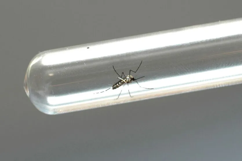 Mosquito Aedes aegypti também é responsável, além da chikungunya, pela transmisão da dengue e zika