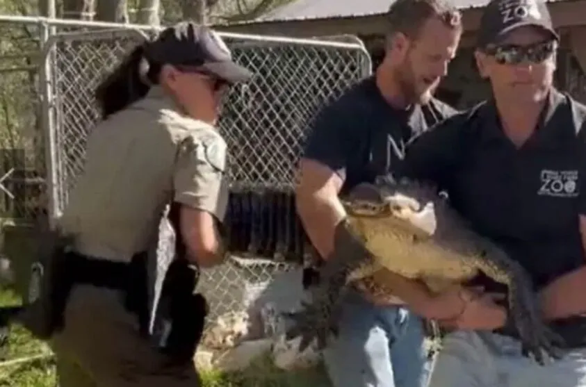 Agentes do Departamento de Parques e Vida Selvagem da região ficaram cientes da situação e resgataram o animal