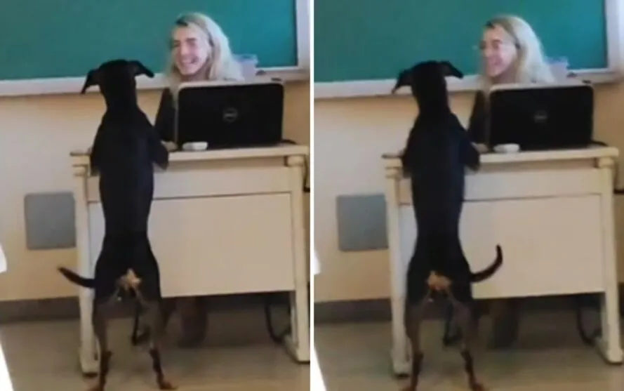 Alunos e internautas sugeriram que o cãozinho estava "tirando uma dúvida" com a docente