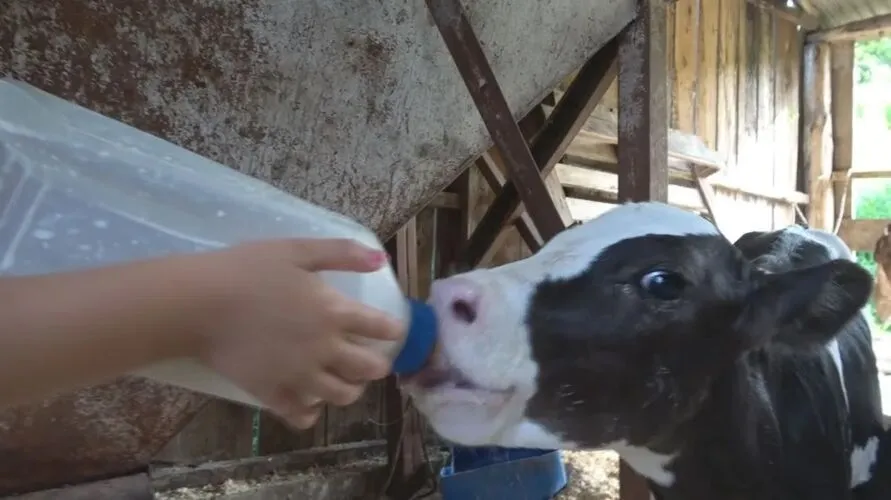 Caso é considerado raro no meio rural