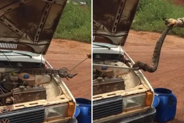 Cobra foi encontrada dentro do capô do carro